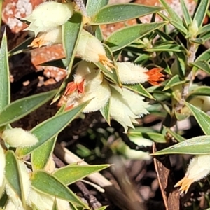 Melichrus urceolatus at Cooma, NSW - 7 Sep 2023