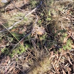 Melichrus urceolatus at Cooma, NSW - 7 Sep 2023