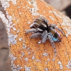 Maratus calcitrans at Cooma, NSW - 7 Sep 2023