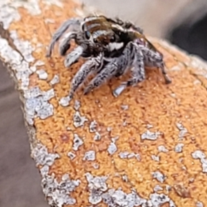 Maratus calcitrans at Cooma, NSW - suppressed