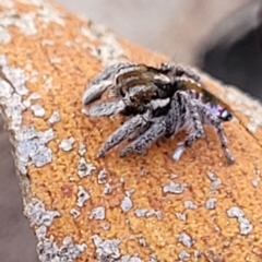 Maratus calcitrans at Cooma, NSW - 7 Sep 2023