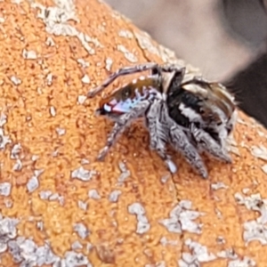 Maratus calcitrans at Cooma, NSW - 7 Sep 2023