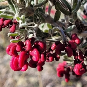 Grevillea lanigera at Cooma, NSW - 7 Sep 2023