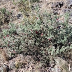 Grevillea lanigera at Cooma, NSW - 7 Sep 2023 02:22 PM