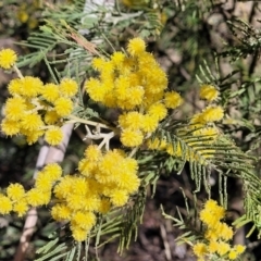Acacia dealbata subsp. dealbata (Silver Wattle) at Cooma, NSW - 7 Sep 2023 by trevorpreston