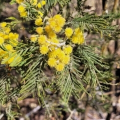 Acacia dealbata subsp. dealbata at Cooma, NSW - 7 Sep 2023