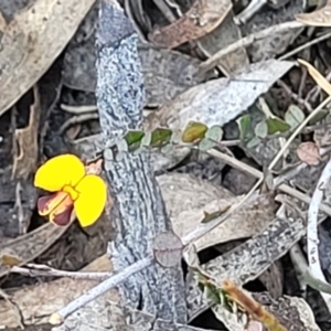 Bossiaea buxifolia at Cooma, NSW - 7 Sep 2023