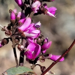 Indigofera australis subsp. australis (Australian Indigo) at Mt Gladstone Reserves, Cooma - 7 Sep 2023 by trevorpreston