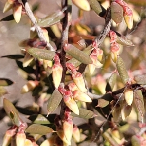 Leucopogon fletcheri subsp. brevisepalus at Cooma, NSW - 7 Sep 2023