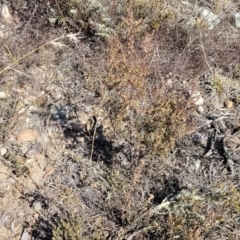 Leucopogon fletcheri subsp. brevisepalus at Cooma, NSW - 7 Sep 2023