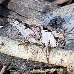 Cryptobothrus chrysophorus at Numeralla, NSW - 7 Sep 2023 01:37 PM