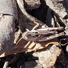 Cryptobothrus chrysophorus at Numeralla, NSW - 7 Sep 2023