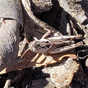 Cryptobothrus chrysophorus at Numeralla, NSW - 7 Sep 2023