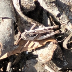 Cryptobothrus chrysophorus at Numeralla, NSW - 7 Sep 2023