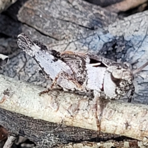 Cryptobothrus chrysophorus at Numeralla, NSW - 7 Sep 2023