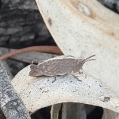 Goniaea opomaloides (Mimetic Gumleaf Grasshopper) at Numeralla, NSW - 7 Sep 2023 by trevorpreston