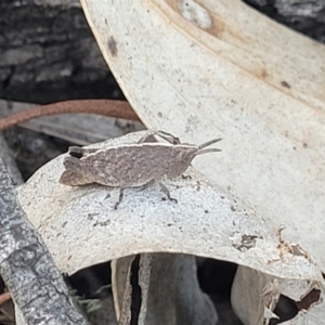 Goniaea opomaloides at Numeralla, NSW - 7 Sep 2023