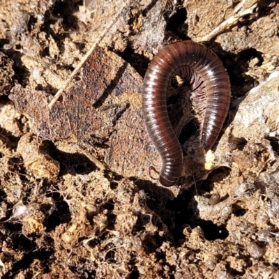 Juliformia sp. (superorder) (A Juliform millipede) at Numeralla, NSW - 7 Sep 2023 by trevorpreston