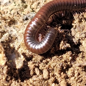 Juliformia sp. (superorder) at Numeralla, NSW - 7 Sep 2023 01:34 PM