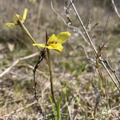 Diuris chryseopsis (Golden Moth) at Tuggeranong, ACT - 7 Sep 2023 by BronClarke