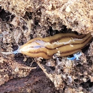 Anzoplana trilineata at Numeralla, NSW - 7 Sep 2023