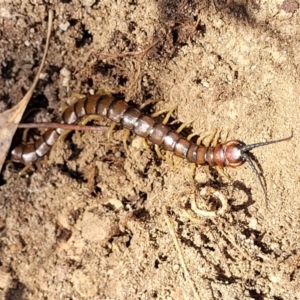 Cormocephalus aurantiipes at Numeralla, NSW - 7 Sep 2023