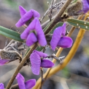 Hovea heterophylla at Numeralla, NSW - 7 Sep 2023