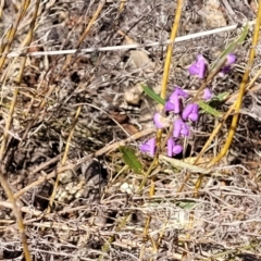 Hovea heterophylla at Numeralla, NSW - 7 Sep 2023