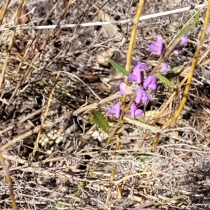 Hovea heterophylla at Numeralla, NSW - 7 Sep 2023