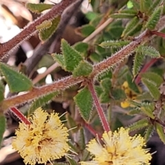 Acacia gunnii (Ploughshare Wattle) at Numeralla, NSW - 7 Sep 2023 by trevorpreston
