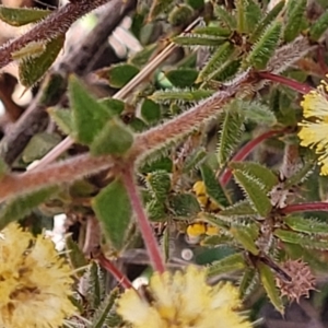 Acacia gunnii at Numeralla, NSW - 7 Sep 2023 01:30 PM