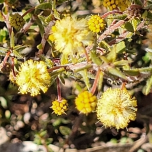 Acacia gunnii at Numeralla, NSW - 7 Sep 2023