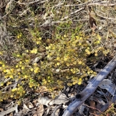 Acacia gunnii at Numeralla, NSW - 7 Sep 2023