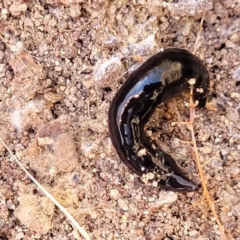 Parakontikia ventrolineata (Stripe-bellied flatworm) at Numeralla, NSW - 7 Sep 2023 by trevorpreston