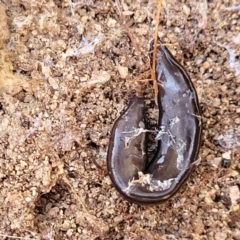 Parakontikia ventrolineata at Numeralla, NSW - 7 Sep 2023 01:26 PM