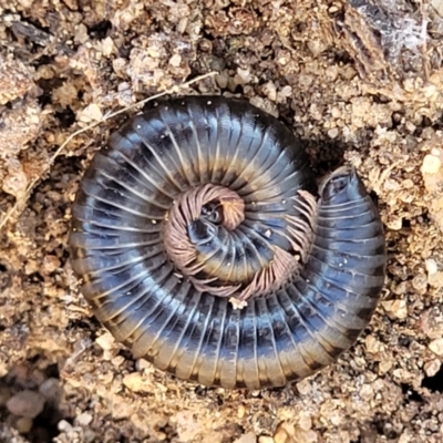 Ommatoiulus moreleti (Portuguese Millipede) at Numeralla, NSW - 7 Sep 2023 by trevorpreston