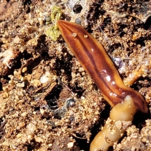 Anzoplana trilineata at Numeralla, NSW - 7 Sep 2023