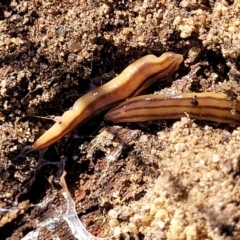 Anzoplana trilineata at Numeralla, NSW - 7 Sep 2023