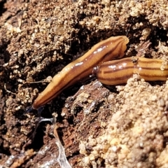 Anzoplana trilineata at Numeralla, NSW - 7 Sep 2023