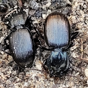 Cardiothorax monarensis at Numeralla, NSW - 7 Sep 2023