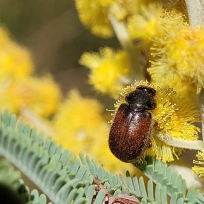 Heteronyx dimidiatus (Dimidiatus scarab beetle) at Numeralla, NSW - 7 Sep 2023 by trevorpreston