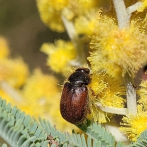 Heteronyx dimidiatus at Numeralla, NSW - 7 Sep 2023 01:16 PM