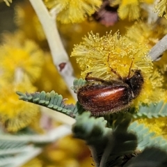 Heteronyx dimidiatus at Numeralla, NSW - 7 Sep 2023