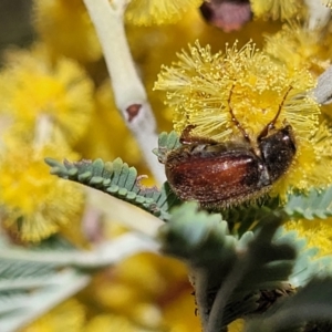 Heteronyx dimidiatus at Numeralla, NSW - 7 Sep 2023