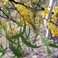 Acacia rubida (Red-stemmed Wattle, Red-leaved Wattle) at Undoo Nature Reserve - 7 Sep 2023 by trevorpreston