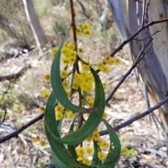 Acacia rubida at Numeralla, NSW - 7 Sep 2023 01:15 PM