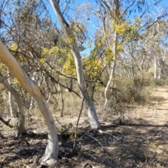 Acacia rubida at Numeralla, NSW - 7 Sep 2023