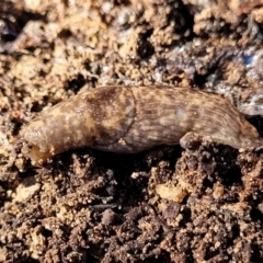 Deroceras reticulatum (Grey Field Slug) at Undoo Nature Reserve - 7 Sep 2023 by trevorpreston