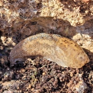 Limax maximus at Numeralla, NSW - 7 Sep 2023