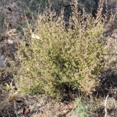 Styphelia fletcheri subsp. brevisepala at Numeralla, NSW - 7 Sep 2023